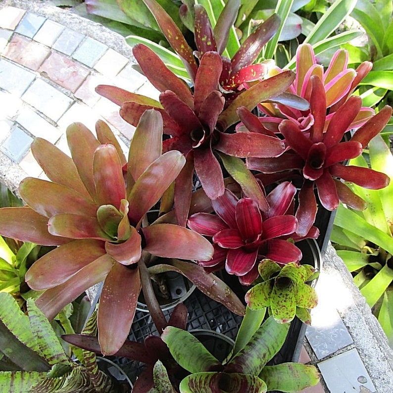 6 9 Pack Full Grown Small Neoregelia Bromeliad No Duplicates image 4