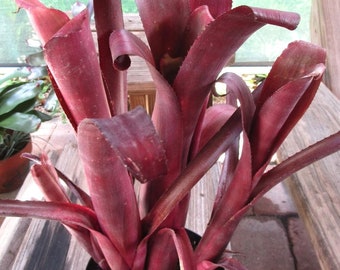 BROMELIAD Beadle's Billbergia FELICITY O Clustering Sun Loving Hybrid! Large Offset!