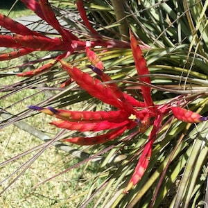 Bromeliad Tillandsia FASCICULATA Air Plant Gorgeous Inflorescence! Offset & Cluster Options!