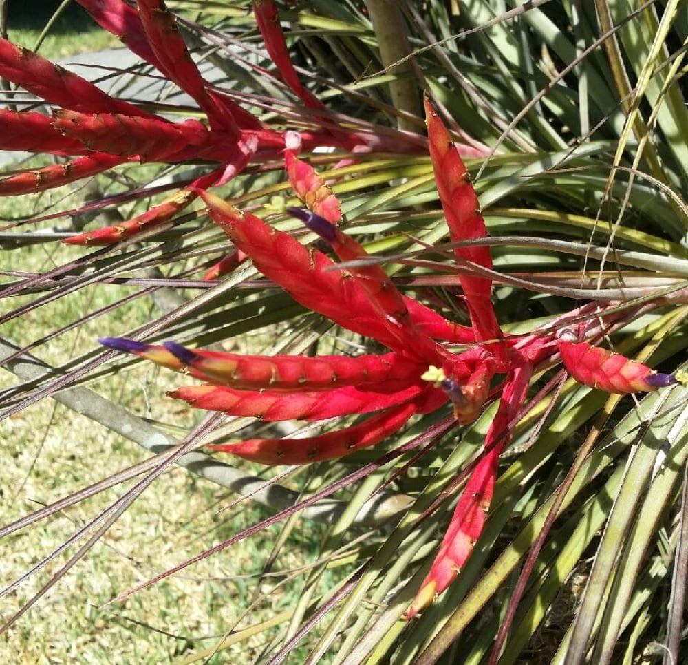 ブロメリア・エアープランツ Tillandsia 'Succulent Form' x Nizanda ブロメリア・エアープランツ Tillandsia 'Succulent Form' x Nizanda