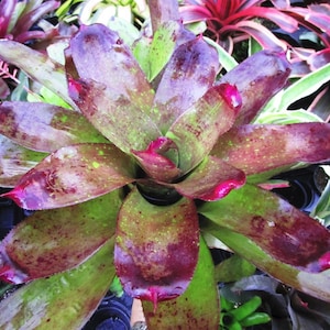 Bromeliad Neoregelia &#39;Caitlyn&#39; - Colorful Foliage - Large Growing Hybrid