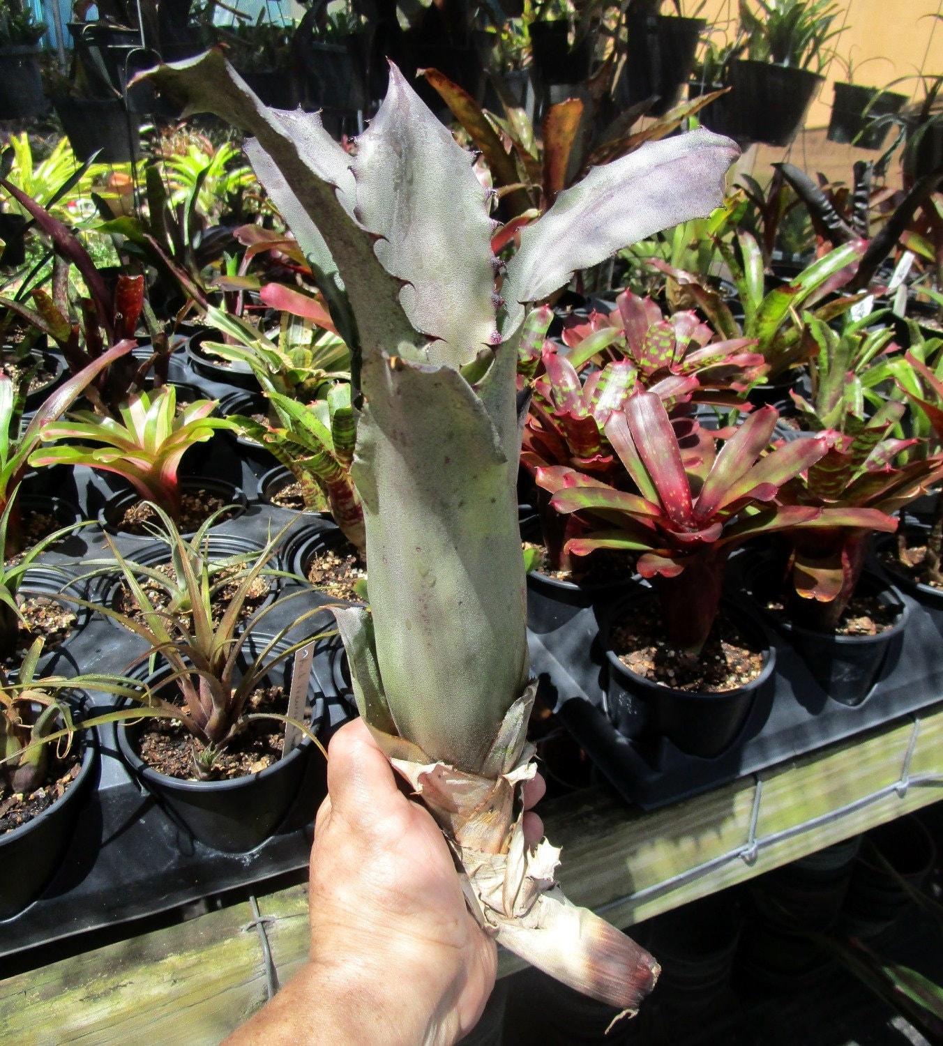 57　Hohenbergia Sandra's Mountain BROMELIAD Hohenbergia SANDRA'S MOUNTAIN Offset - Exclusive