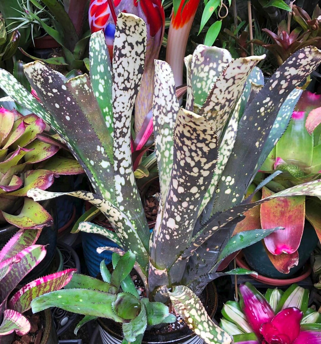Billbergia Kolan Spot The Dot BROMELIAD Lots of Spots is