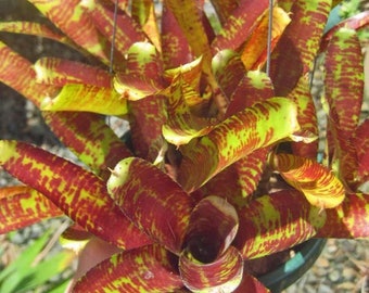 BROMELIAD Neoregelia Vinzant's TOPSIDER Beautiful Small Grower! Offset!