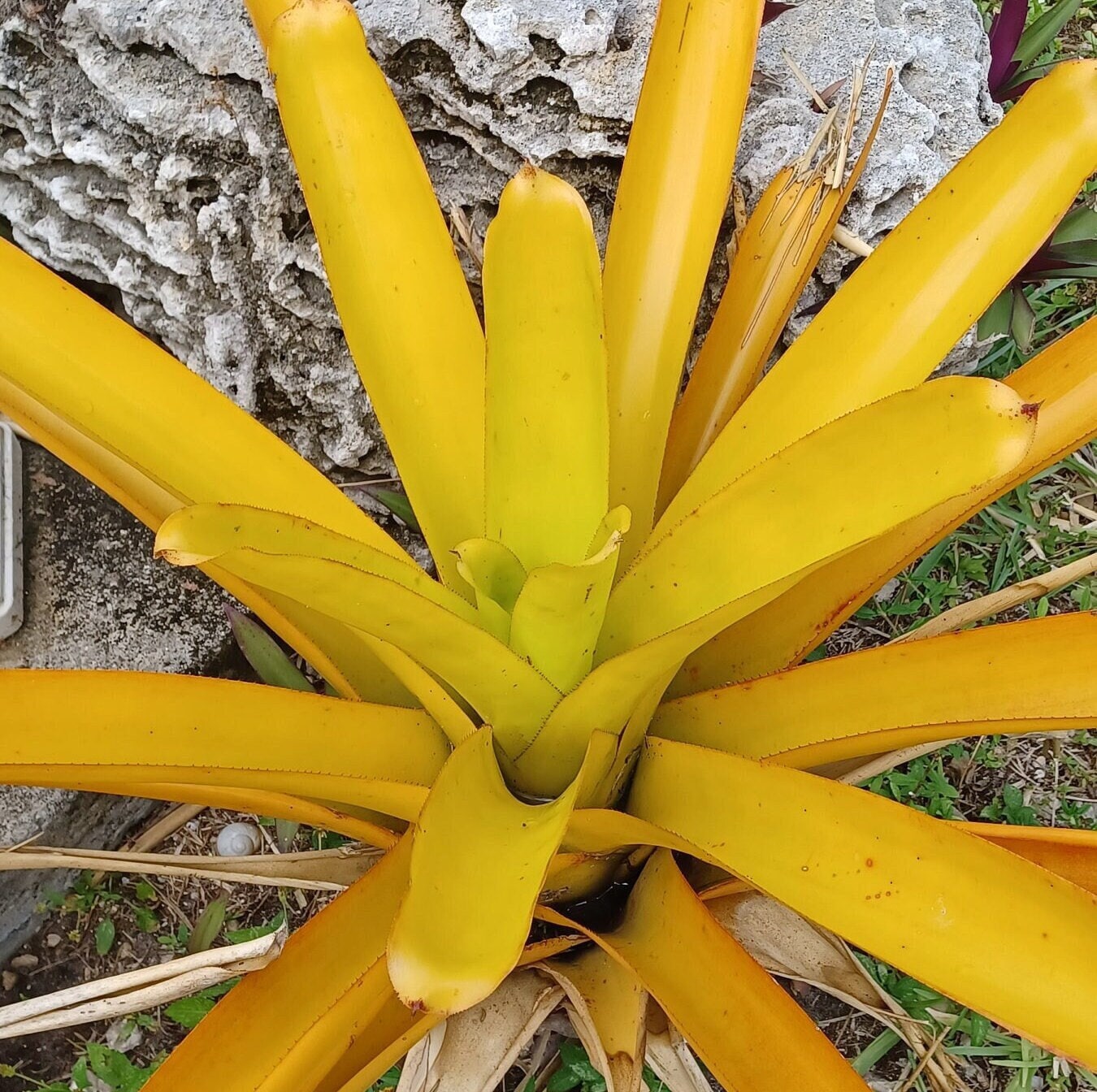 ブロメリア・エアープランツ Aechmea Blanchesteana Lemon Albo Aechmea Blanchetiana Lemon Lime | Bonita Bromeliads