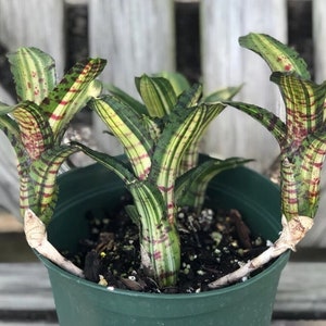 Bromeliad Neoregelia Skotak's FLYING TIGER 2020 Released Mini! Offset