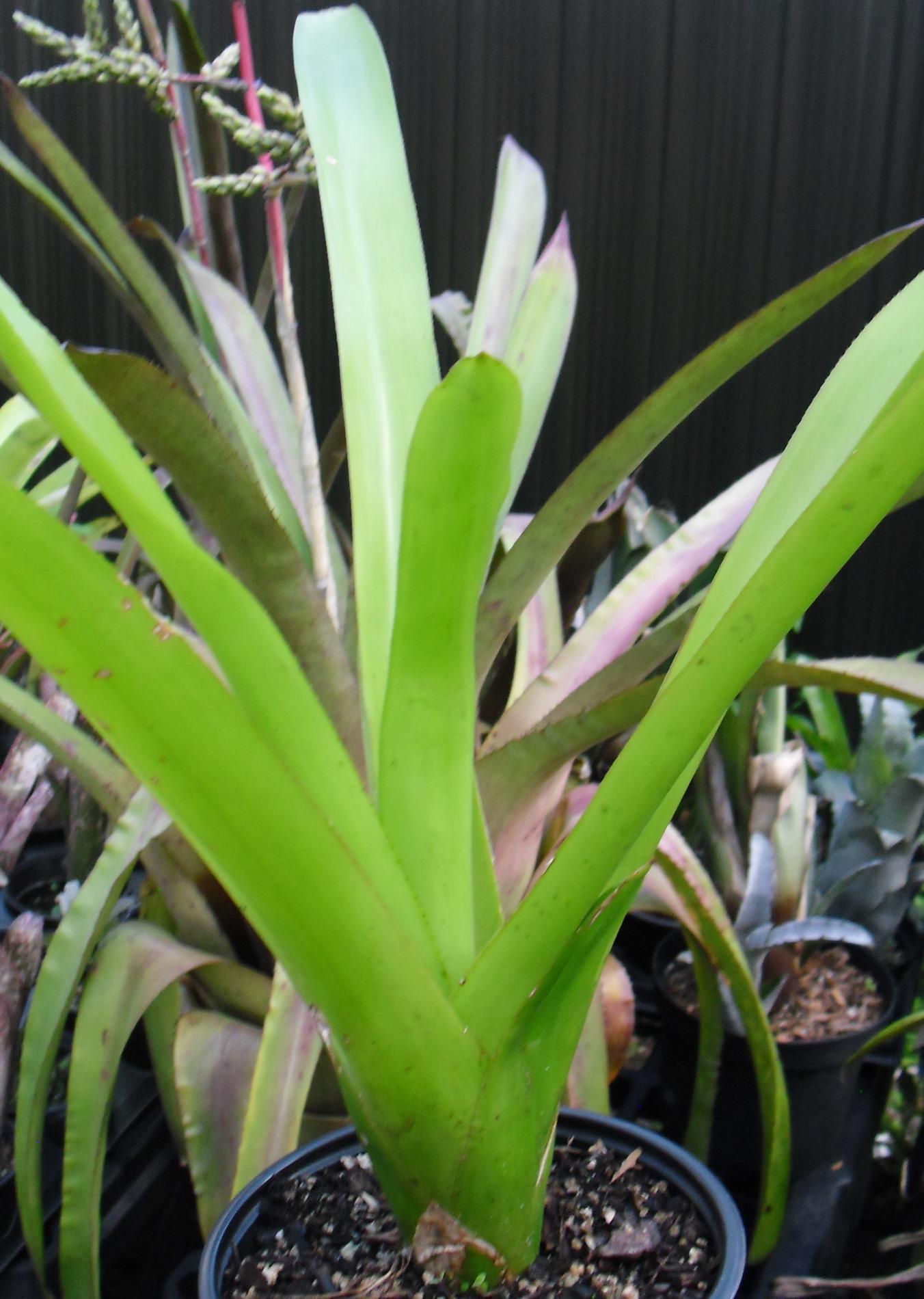 ブロメリア・エアープランツ Aechmea Blanchesteana Lemon Albo Aechmea blanchetiana 'Lemonade' - Bromeliad Paradise