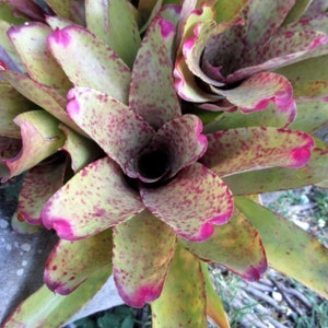 BROMELIAD Neoregelia PRINCEPS x SMITHII Gorgeous Hot Pink! Large Offset!