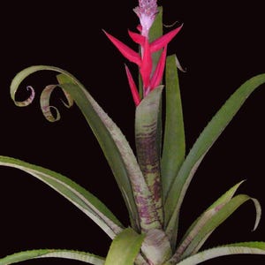 Bromeliad Aechmea RED BANDS Stunning Cross! Bold Banding!