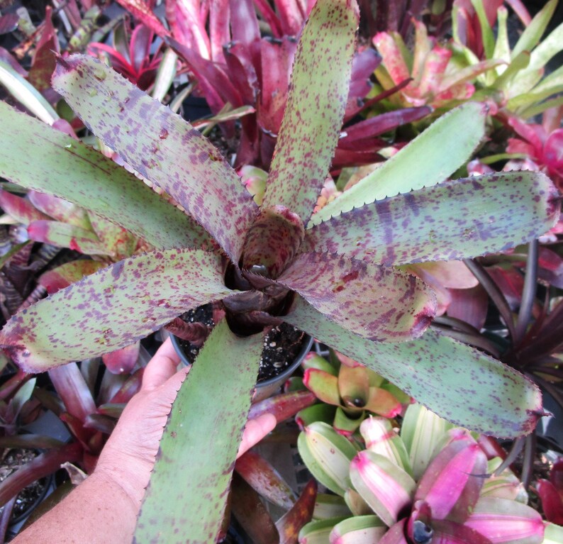 BROMELIAD Neoregelia MIDGET X TIGER Gorgeous Compact Hybrid Mature Plant Bild 6