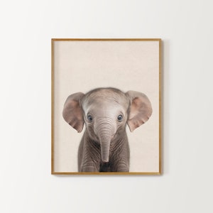 May include: A close-up portrait of a baby elephant with large ears and a trunk. The elephant has a light gray color and is looking directly at the camera.