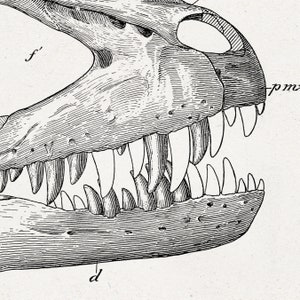 Dinosaur Skull Print, Carnivore, Bones, Home Decor, Printable Digital ...