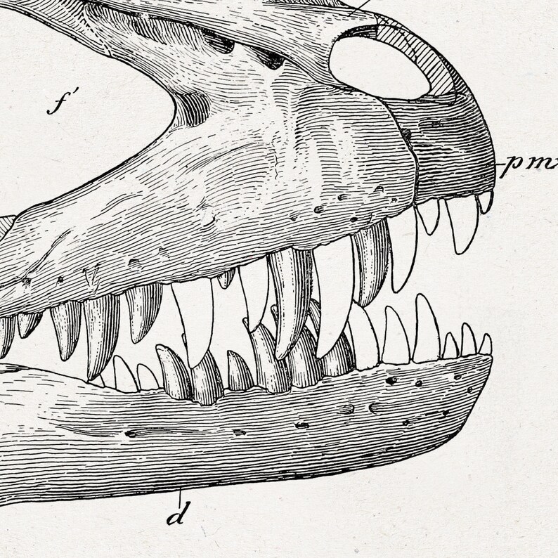 Dinosaur Skull Print Carnivore Bones Home Decor Printable | Etsy