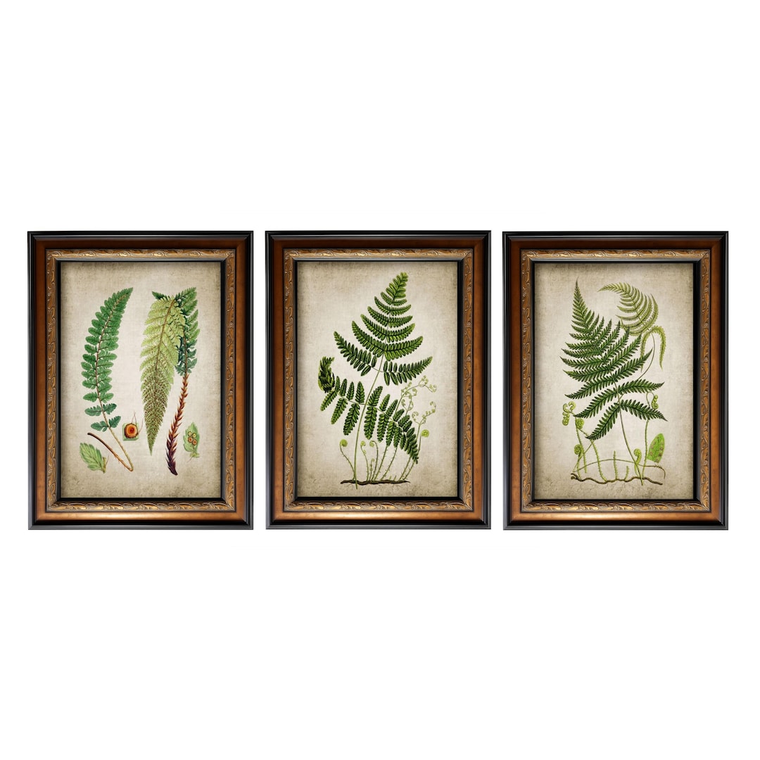 Vintage Fern Botanical Art Set of 3 Framed Wall Decor Green Plant Print ...