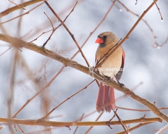 Cardinal Photo / Bird Photograph / Red / Wall Art / Home Decor / Red Bird / Fine Art Photography / Avian Photography / Louisville / Kentucky