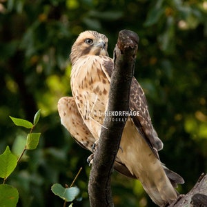 Red-shouldered hawk / Hawk / Hawk Photo / Bird of Prey / Bird Picture / Bird Photography / Bird Art / Bird Print / Hawk / Raptor Photo