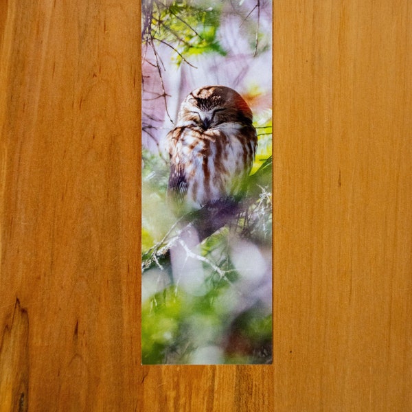 Saw-Whet Owl / Photo Bookmark / Owl / Kentucky / Reversible Bookmark / Duluth / Wall Art / Home Decor / Photography / northern saw-whet