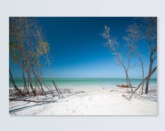 May include: A photograph of a beach scene with white sand, turquoise water, and a blue sky. Two bare trees stand on either side of the beach, framing the view of the ocean.
