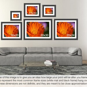 May include: A visual guide to common framed print sizes, showing different sizes of framed prints of an orange flower on a white wall, with a gray couch and coffee table in the foreground. The sizes are 5x7, 8x10, 11x14, 16x20, 20x24, and 20x30 inches.