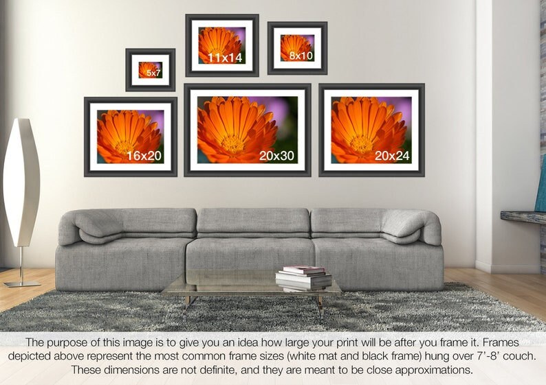 May include: A visual guide to common framed print sizes, showing different sizes of framed prints of an orange flower on a white wall, with a gray couch and coffee table in the foreground. The sizes are 5x7, 8x10, 11x14, 16x20, 20x24, and 20x30 inches.