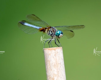 Dragonfly / Dragonflies / Photography / Fine Art Photography / Dragonfly Wall Art / Dragonfly Photo / Home Decor / Insect / Blue Dragonfly