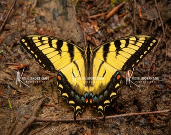 Butterfly Print // Kentucky // Butterfly / Eastern Swallowtail Butterfly / Red River Gorge / Photograph / Print / Wall Art / Home Decor