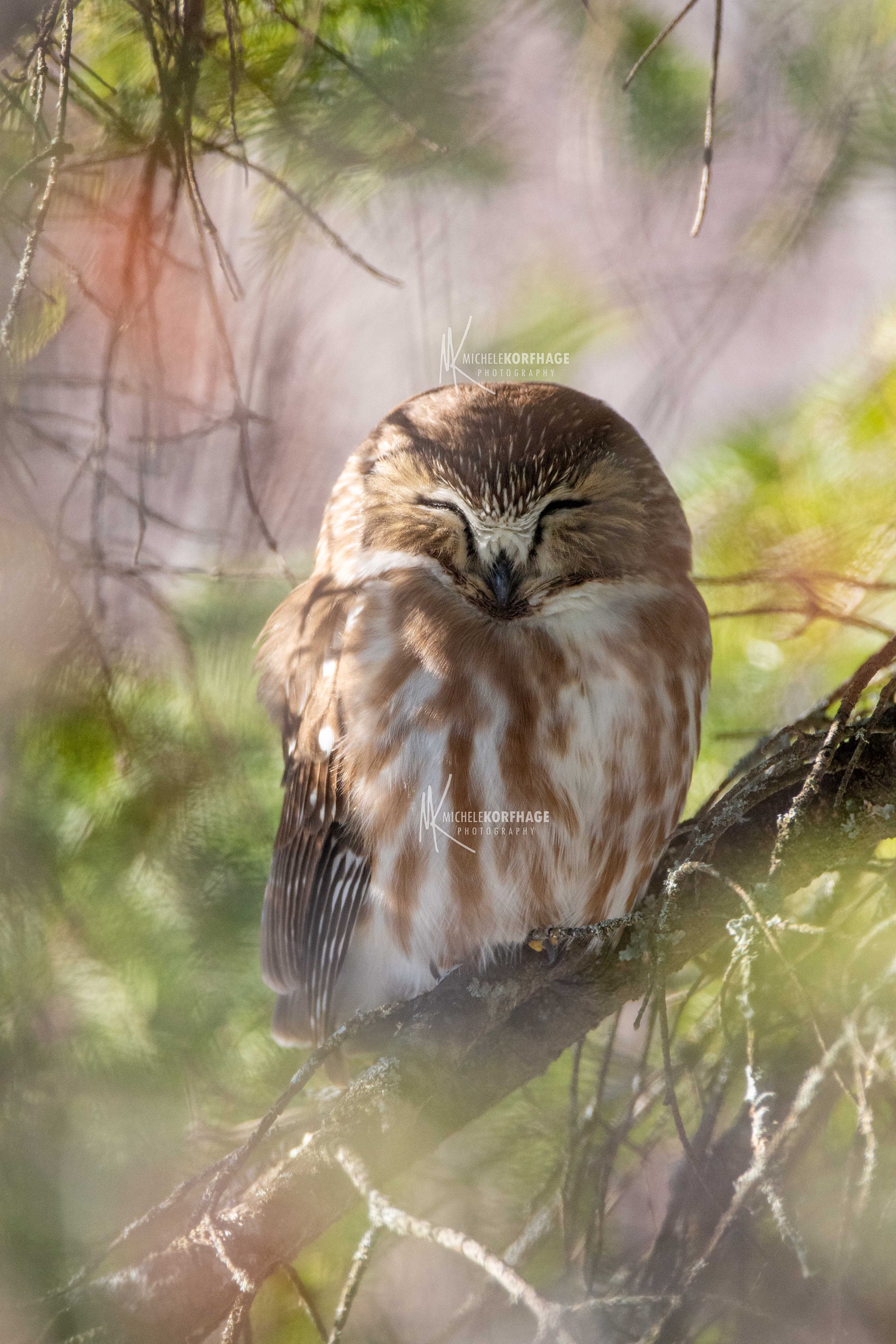 Northern Saw-whet Owl Photograph, Minnesota Wildlife Art