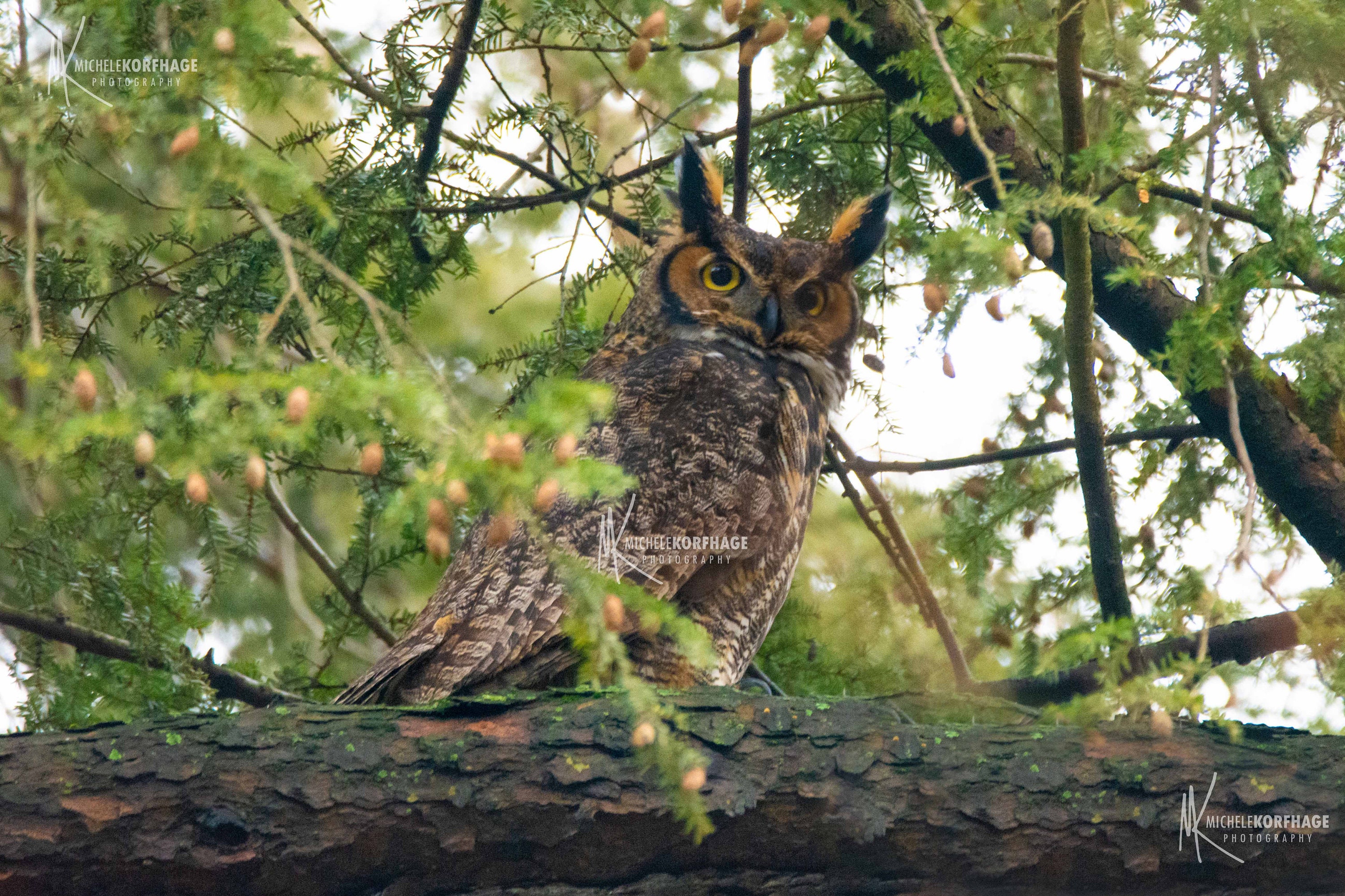Great Horned Owl Photo, Kentucky Wildlife Photography Print