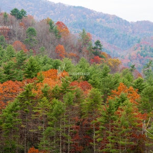 May include: A hillside covered in a variety of trees with fall foliage in shades of green, orange, and red.
