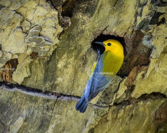 Prothonotary Warbler / Photography / Singing Songbird / Yellow Bird Wall Art / Home Decor / Warbler Photo / Warbler Print / Wildlife / Bird