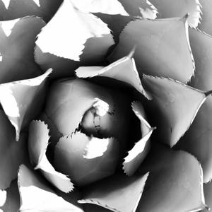 Black and White, Succulent Print, Cactus Print, Aloe Vera, wall art, floral, pattern, gift, home decor, digital print, printable art, gift