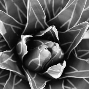 Black and White, Succulent Print, Cactus Print, Aloe Vera, wall art, floral, pattern, gift, home decor, digital print, printable art, print