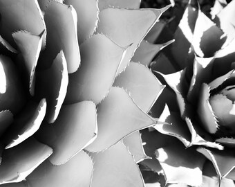 Black and White, Succulent Print, Cactus Print, Aloe Vera, wall art, floral, pattern, gift, home decor, digital print, printable art, gift