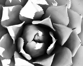 Black and White, Succulent Print, Cactus Print, Aloe Vera, wall art, floral, pattern, gift, home decor, digital print, printable art, gift