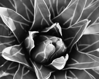 Black and White, Succulent Print, Cactus Print, Aloe Vera, wall art, floral, pattern, gift, home decor, digital print, printable art, print
