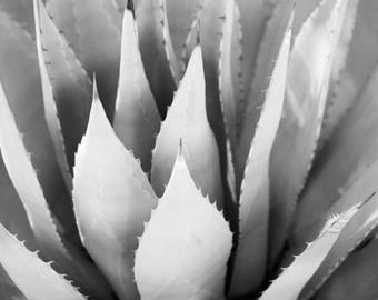 Black and White, Succulent Print, Cactus Print, Aloe Vera, wall art, floral, pattern, gift, home decor, digital print, printable art, gift.