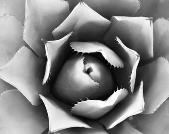Black and White, Succulent Print, Cactus Print, Aloe Vera, wall art, floral, pattern, gift, home decor, digital print, printable art, print