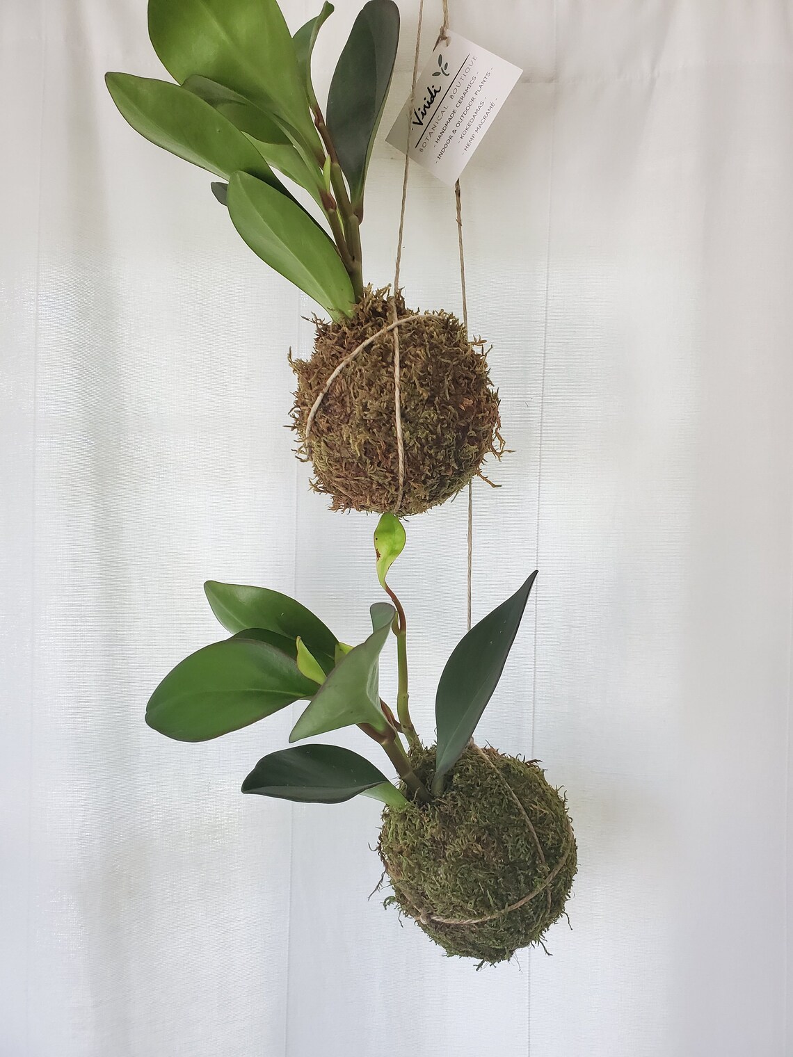 Double Hanging Moss Ball Plant Type Peperomia Etsy