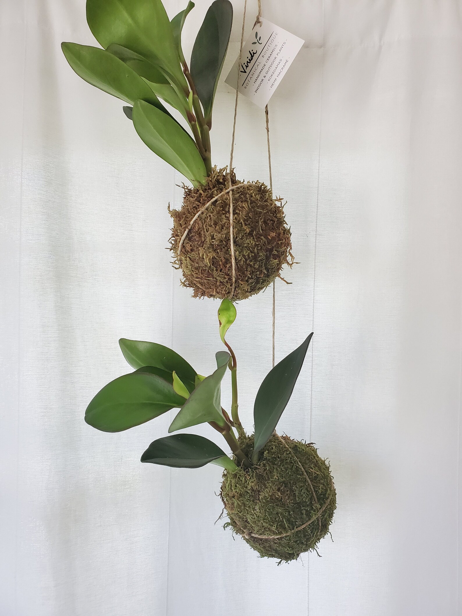 Hanging ball plants Idea