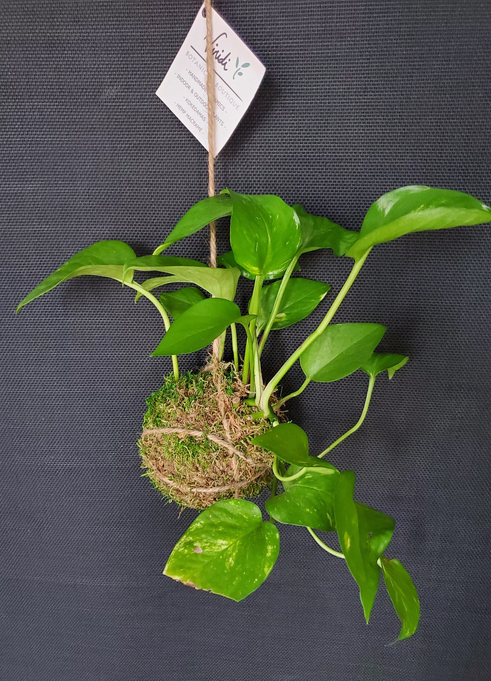 Single Hanging Moss Ball Plant Type Pothos Etsy