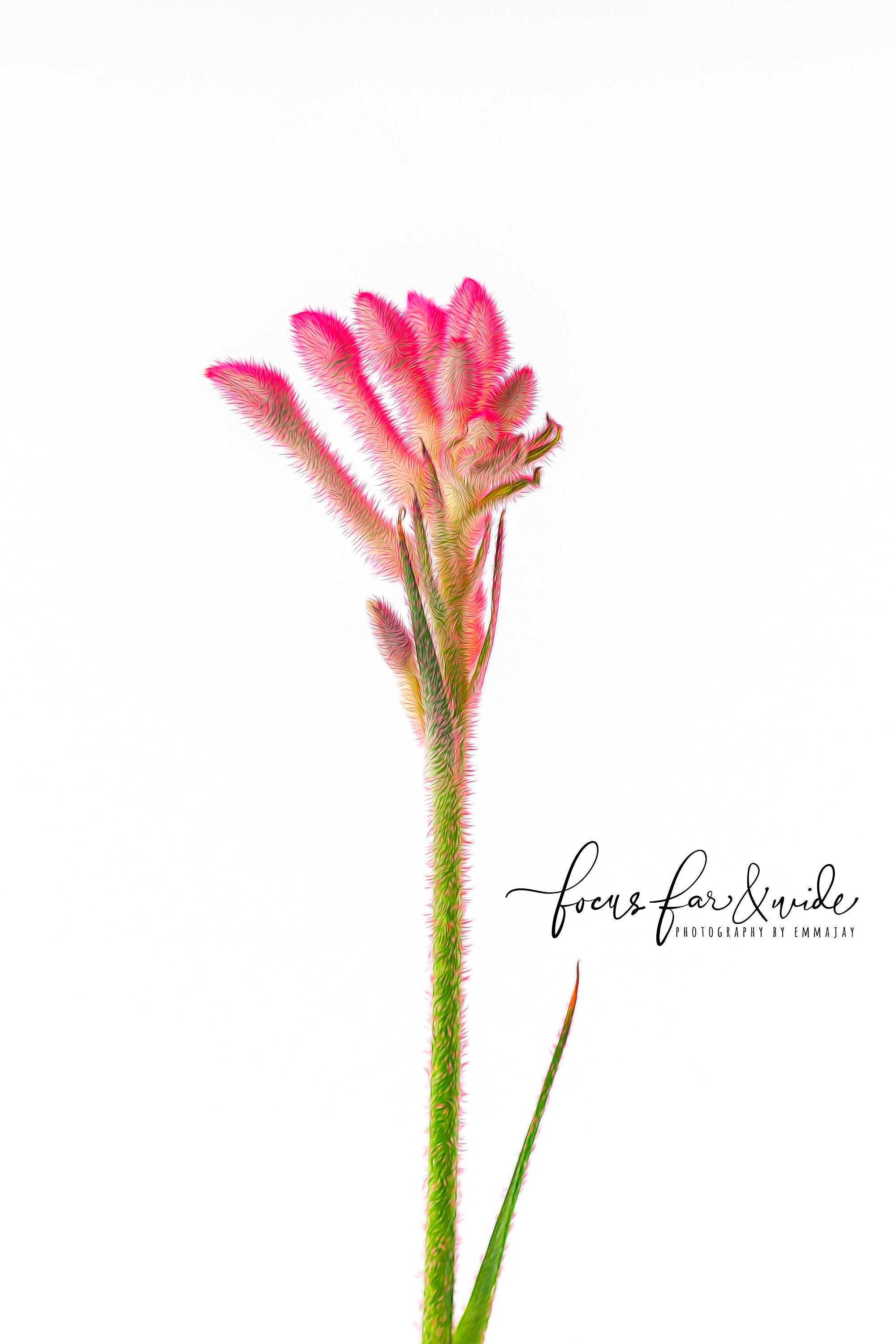 Pink Kangaroo Paw Printable Australian Wildflower Painting Etsy