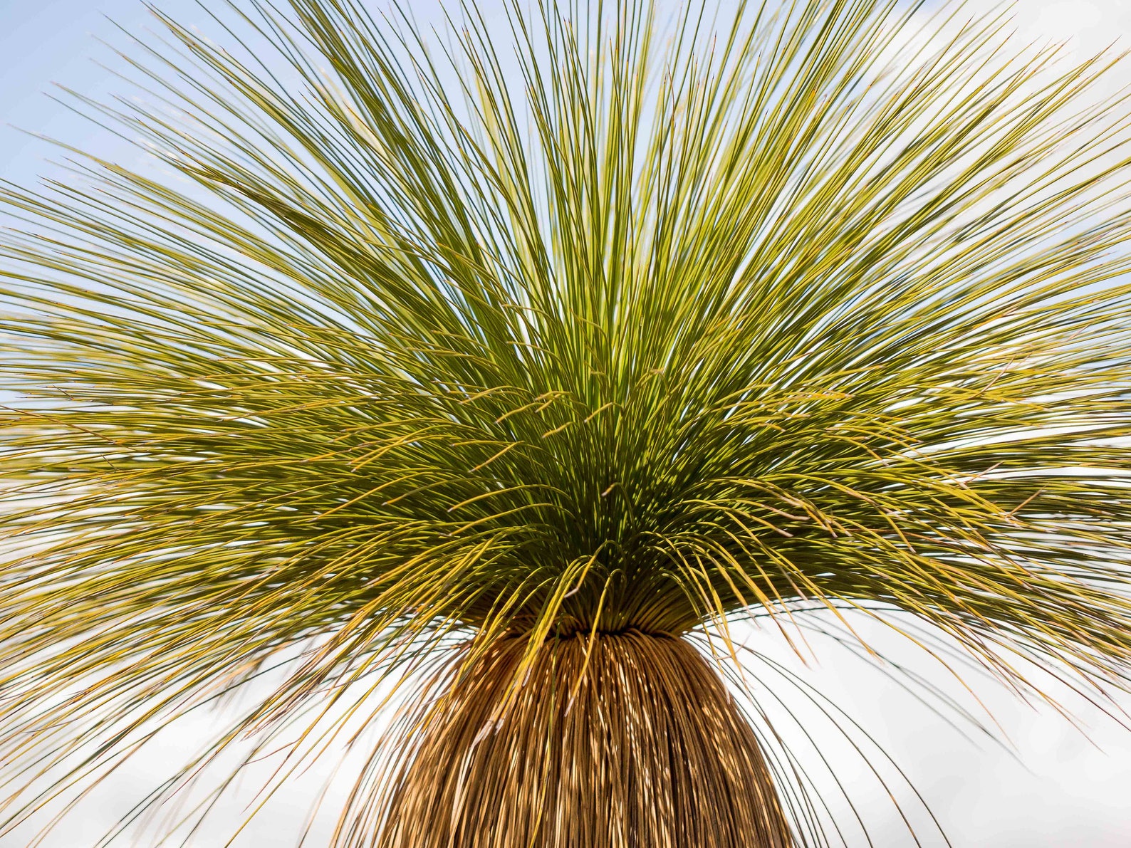 Australian Grass Tree wall art abstract photo Etsy