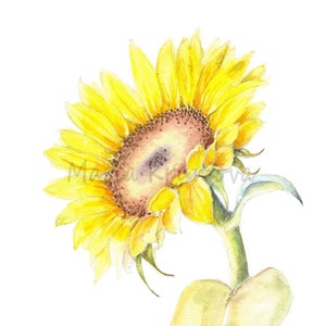 Sunflower-Watercolor Giclee Print, Watercolor Sunflower, Sunflower Minimalist Art, Sunflower Wall Decor, Sunflower Illustration, Gift Idea