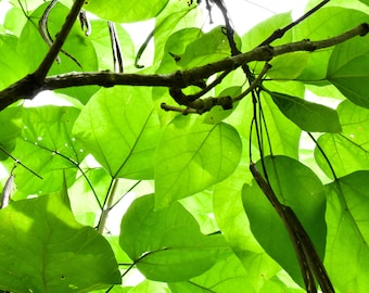 Green Leaves Print, Plant Photography Print, Abstract Nature, Natural Art Wall Decor, Statement Art for Wall, Home Office Decor,  Botanical