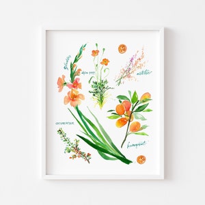 Op de afbeelding: Waterverfillustratie van verschillende bloemen en planten, waaronder gladiolen, alpenpapaver, astilbe, cotoneaster en kumquat. De illustratie bevindt zich in een wit frame op een witte achtergrond.