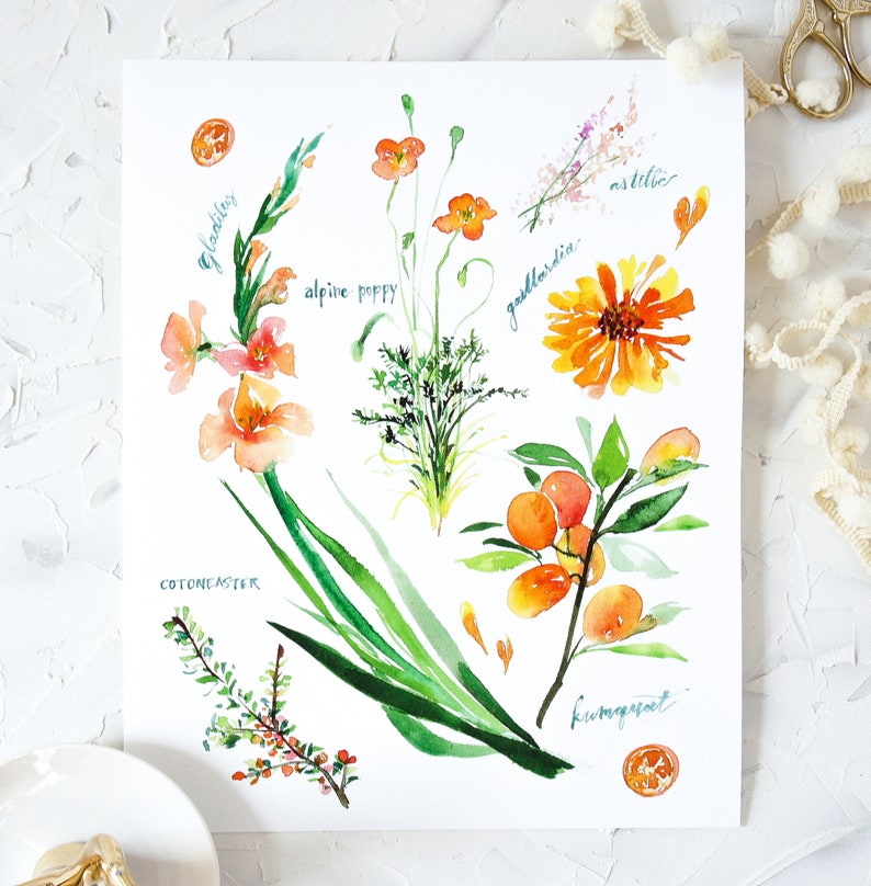 Op de afbeelding: Waterverf schilderij van verschillende bloemen en vruchten, waaronder een gladiool, een alpenpapaver, een gallardia, een aster, een cotoneaster en een kumquat. De bloemen zijn geschilderd in tinten oranje en geel, terwijl de vruchten zijn geschilderd in tinten oranje en rood.