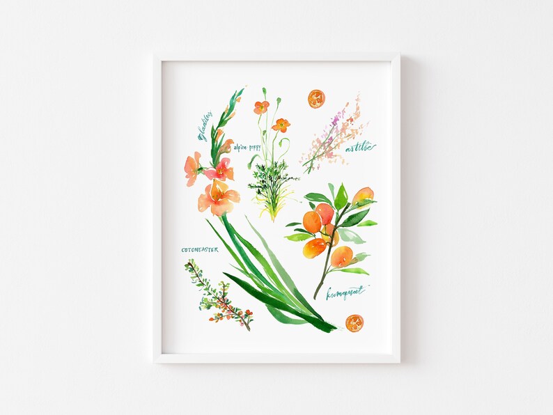 Op de afbeelding: Waterverfillustratie van verschillende bloemen en planten, waaronder gladiolen, alpenpapaver, astilbe, cotoneaster en kumquat. De illustratie bevindt zich in een wit frame op een witte achtergrond.
