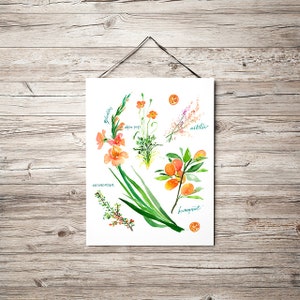 Op de afbeelding: Waterverfillustratie van verschillende bloemen en planten, waaronder gladiolen, alpenpapaver, astilbe, cotoneaster en granaatappel. De illustratie is op een witte achtergrond.