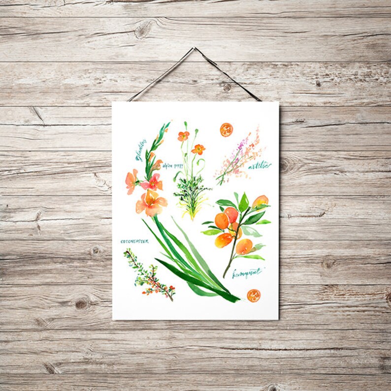 Op de afbeelding: Waterverfillustratie van verschillende bloemen en planten, waaronder gladiolen, alpenpapaver, astilbe, cotoneaster en granaatappel. De illustratie is op een witte achtergrond.
