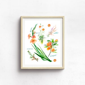 Op de afbeelding: Waterverfillustratie van verschillende bloemen en vruchten, waaronder gladiolen, alpenpapaver, heide en kumquat. De illustratie is ingelijst in een licht houten lijst.